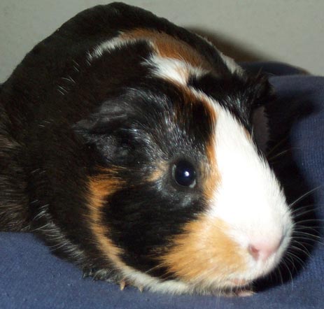wally