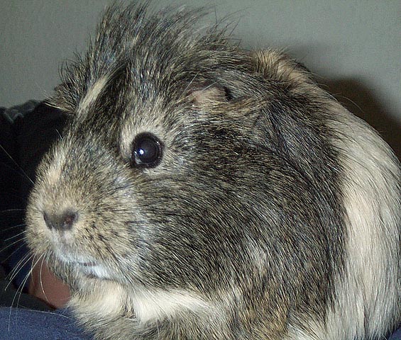 lea