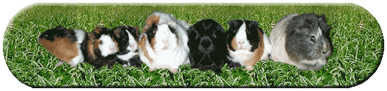 alle meerschweinchen
